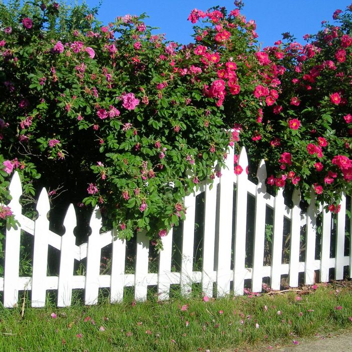 How Often Should You Get Your Trees Trimmed Up Rooted Lawn And how-often-should-you-get-your-trees-trimmed-up-rooted-lawn-and